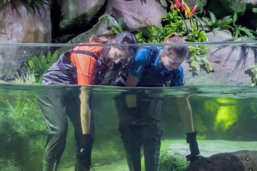 National Aquarium Abu Dhabi - The National Aquarium Abu Dhabi is the largest aquarium in the Middle East and is home to 46,000 animals spread across 10 zones. The aquarium houses more than 200 sharks and rays, representing 25 different species. All of the animals are cared for by a team of 80 sea-life experts. National Aquarium Abu Dhabi - Image 2 of 5