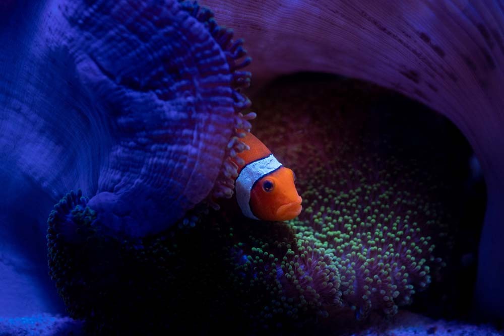 National Aquarium Abu Dhabi - Image 3 of 5