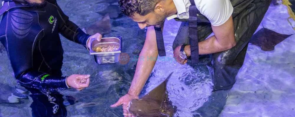 National Aquarium Abu Dhabi – Aquarium Tickets and Offer  - JTR Holidays - Image 4 of 5