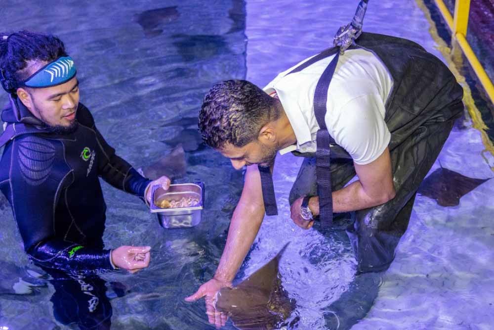 National Aquarium Abu Dhabi – Aquarium Tickets and Offer  - JTR Holidays