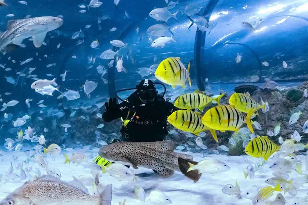 National Aquarium Abu Dhabi - The National Aquarium Abu Dhabi is the largest aquarium in the Middle East and is home to 46,000 animals spread across 10 zones. The aquarium houses more than 200 sharks and rays, representing 25 different species. All of the animals are cared for by a team of 80 sea-life experts. National Aquarium Abu Dhabi - Image 5 of 5