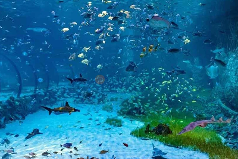 National Aquarium Abu Dhabi – Aquarium Tickets and Offer  - JTR Holidays - Image 6 of 8