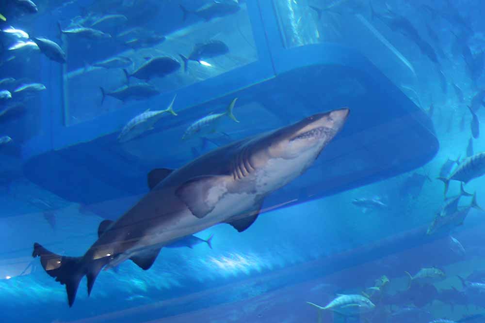 Ski Dubai + Dubai Aquarium Combo: Snowy Thrills and Aquatic Wonders - JTR Holidays - Imagen 4 de 5
