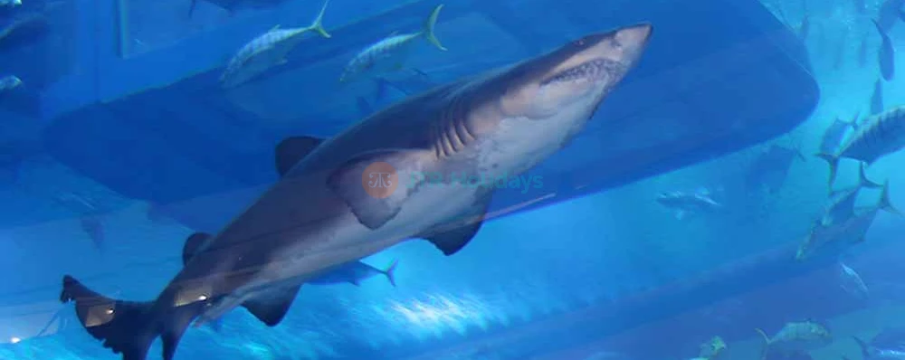 Ski Dubai + Dubai Aquarium Combo: Snowy Thrills and Aquatic Wonders - JTR Holidays - Image 4 of 11