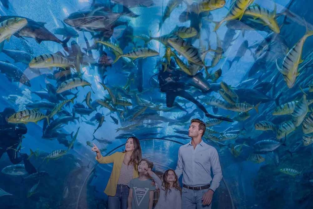 Ski Dubai + Dubai Aquarium Combo: Snowy Thrills and Aquatic Wonders - JTR Holidays - Image 7 of 11