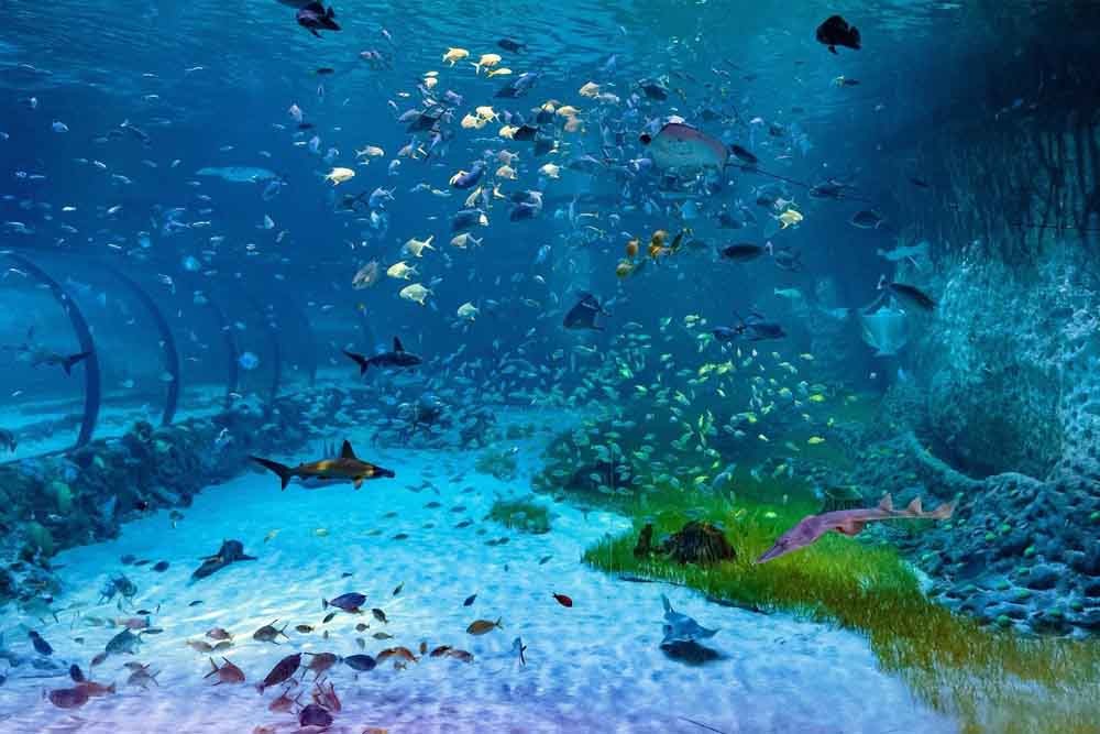 Abu Dhabi Combo Deal: National Aquarium and SeaWorld - JTR Holidays - Image 6 of 6