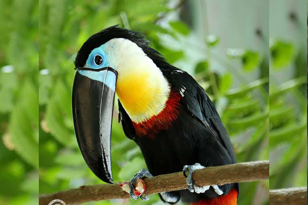 Book IMG General Admission Ticket and get a free Green Planet Pass  - JTR Holidays - Image 2 of 7