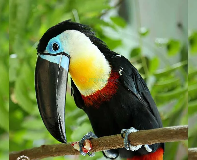 Book IMG General Admission Ticket and get a free Green Planet Pass  - JTR Holidays - Image 2 of 5