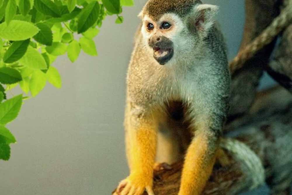 Book IMG General Admission Ticket and get a free Green Planet Pass  - JTR Holidays - Image 5 sur 5