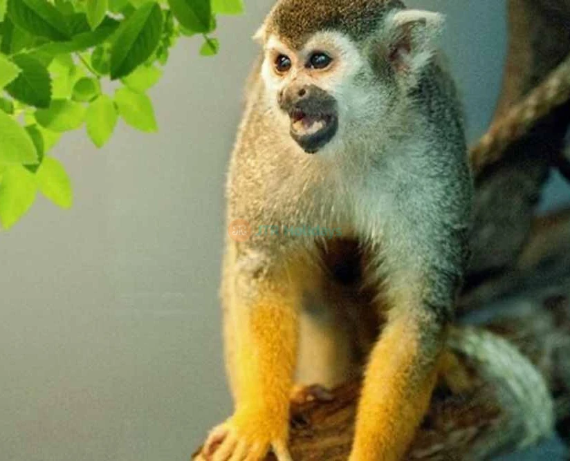 Book IMG General Admission Ticket and get a free Green Planet Pass  - JTR Holidays - Image 5 of 5