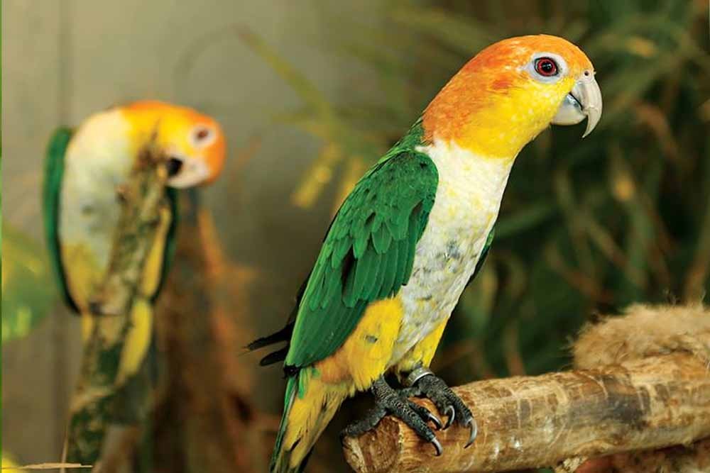 Book IMG General Admission Ticket and get a free Green Planet Pass  - JTR Holidays - Image 6 of 7