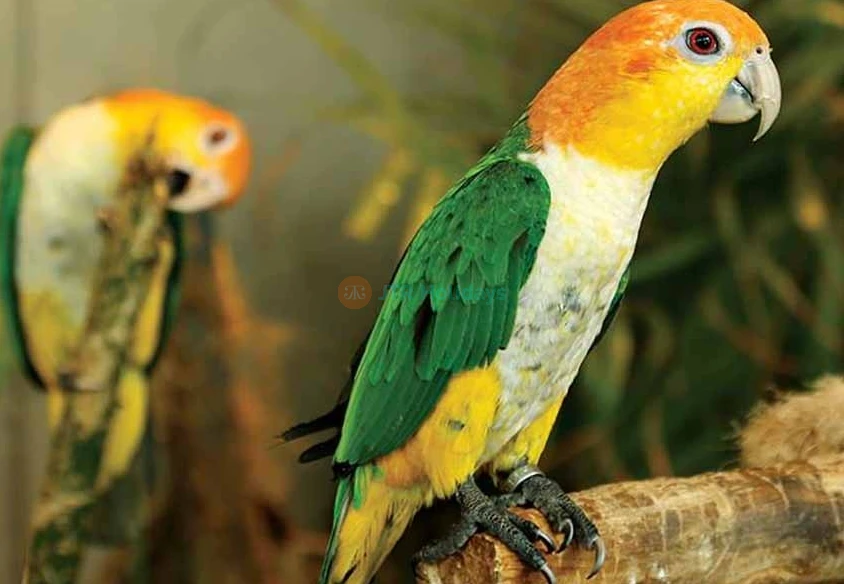 Book IMG General Admission Ticket and get a free Green Planet Pass  - JTR Holidays - Image 6 of 7