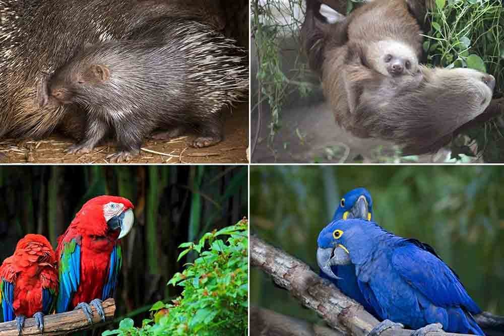 Book IMG General Admission Ticket and get a free Green Planet Pass  - JTR Holidays - Image 7 of 7