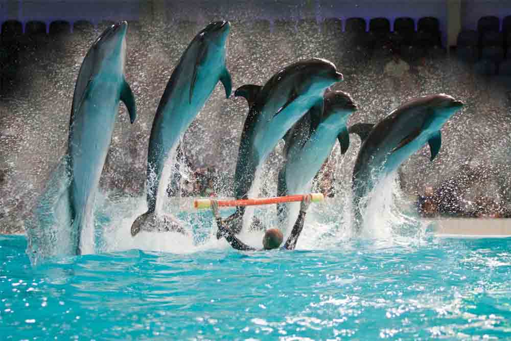 Dubai Dolphinarium Ticket - Dubai Dolphinarium is the first fully air-conditioned indoor Dolphinarium in the Middle East. It providing habitat to dolphins and seals, allowing the public to watch and interact with them through live shows and photo sessions. Dubai Dolphinarium is home to a number of most unique indoor tourist attractions in UAE & is now one of the most loved Dubai tourist attractions. Dubai Dolphinarium Ticket - Image 1 of 5
