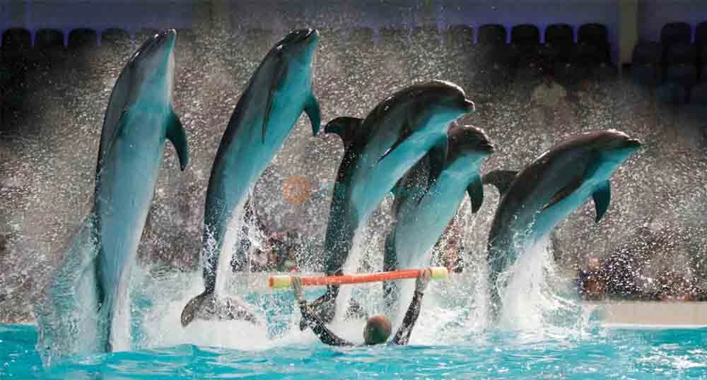 Dubai Dolphinarium - Image 1 of 5