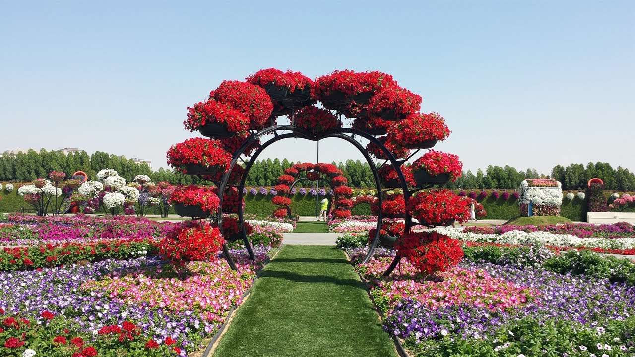 Jardín Milagroso Dubái - El Jardín Milagroso Dubái es el jardín natural de flores más grande del mundo, que ocupa más de 72,000 metros, ubicación, horarios, precio de entradas, tarifa de entrada, meses de apertura. La belleza de Dubái es que puedes encontrar la atracción de tu elección. Si te sientes agobiado por el bullicio de la ciudad, dirígete al jardín milagroso. Jardín Milagroso Dubái - Imagen 4 de 5