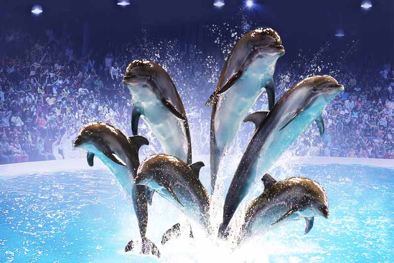 Dubai Dolphinarium Ticket - Image 4 of 5