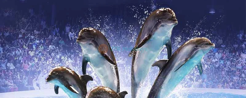 Dubai Dolphinarium - Image 4 of 5