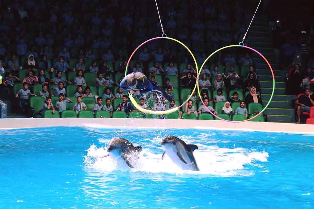 Dubai Dolphinarium Ticket - Image 6 of 8