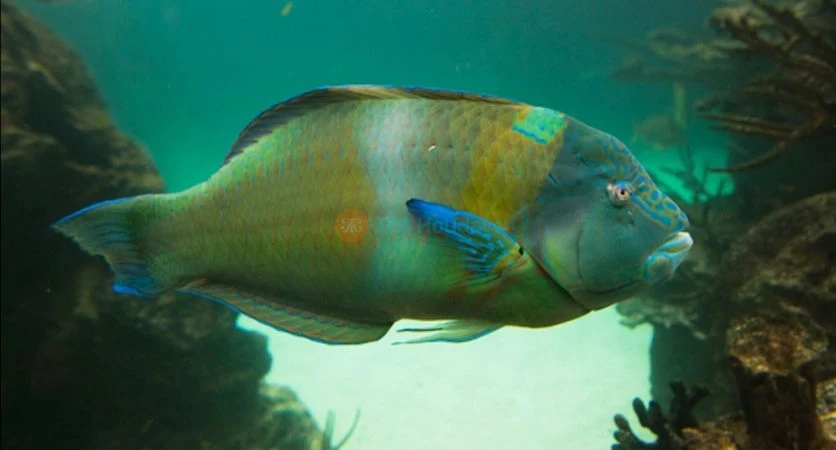 New York Aquarium