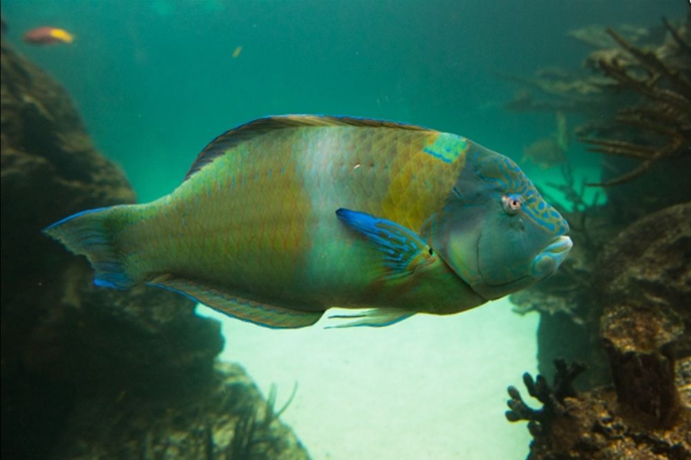 New Yorker Aquarium - Image 1 of 5