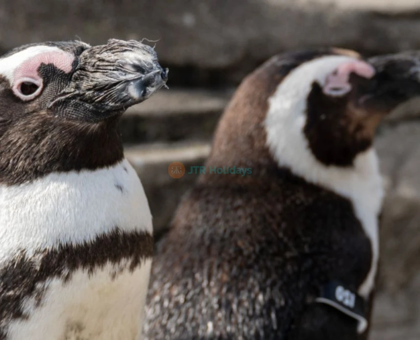 New York Aquarium - Image 2 of 5