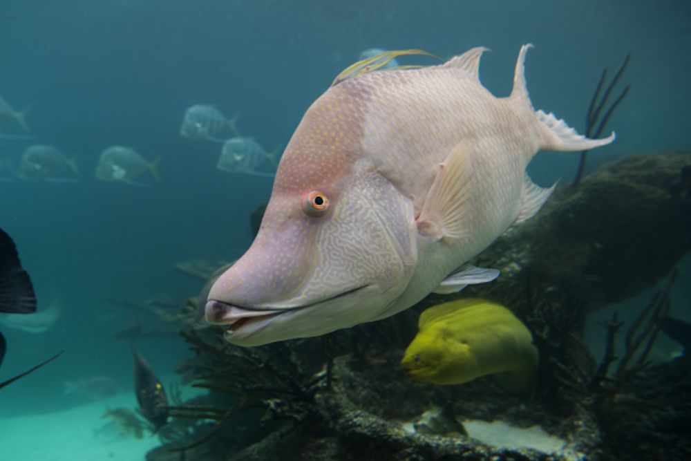 New Yorker Aquarium - Bild 3 von 5