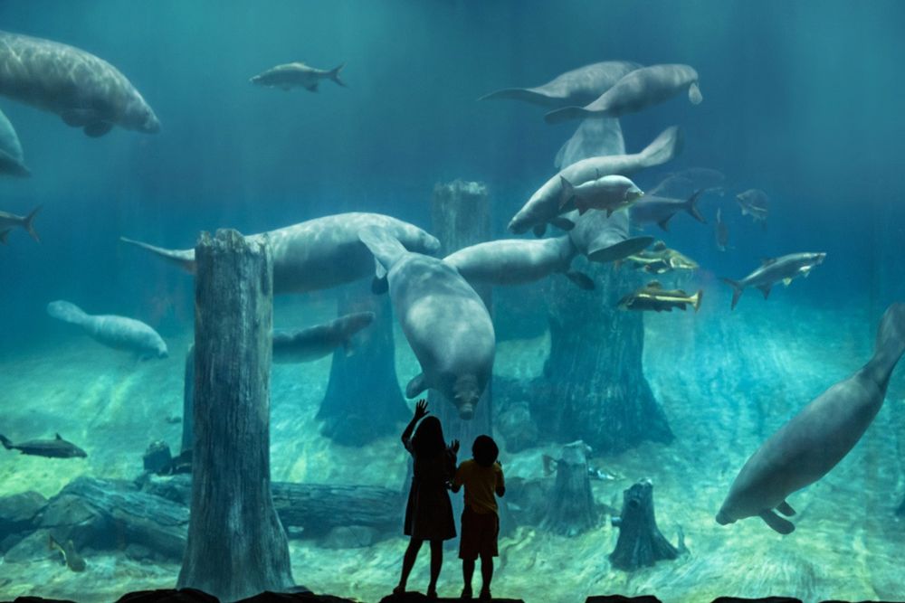River Wonders Singapore - Discover River Wonders Singapore, a unique river-themed wildlife park featuring animals from the world's iconic rivers. Explore exhibits, meet giant pandas, and enjoy an unforgettable safari experience. Book your tickets today for a fun and educational adventure! River Wonders Singapore - Image 1 of 5