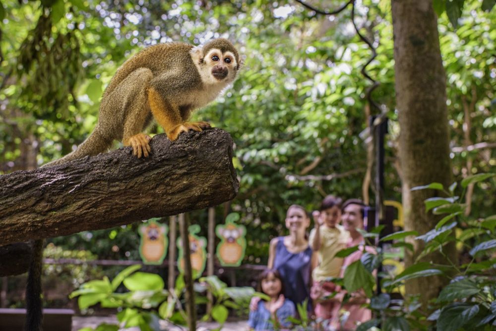 River Wonders Singapore - Discover River Wonders Singapore, a unique river-themed wildlife park featuring animals from the world's iconic rivers. Explore exhibits, meet giant pandas, and enjoy an unforgettable safari experience. Book your tickets today for a fun and educational adventure! River Wonders Singapore - Image 5 of 5