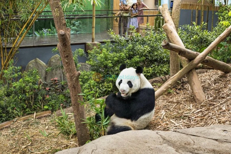 Les Merveilles des Rivières de Singapour - Image 7 of 11