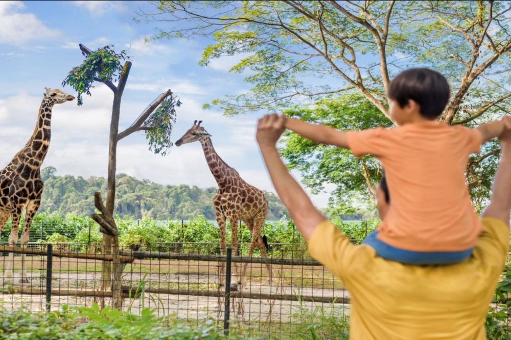 Singapur Zoo - Erleben Sie die Wunder des Singapur Zoos, Heimat von über 2.800 Tieren in üppigen, naturnahen Lebensräumen. Genießen Sie interaktive Ausstellungen, Wildtiershows und hautnahe Begegnungen mit vielfältigen Arten. Perfekt für Familien und Tierliebhaber – planen Sie noch heute Ihren Besuch für ein unvergessliches Abenteuer! Singapur Zoo - Bild 2 von 5
