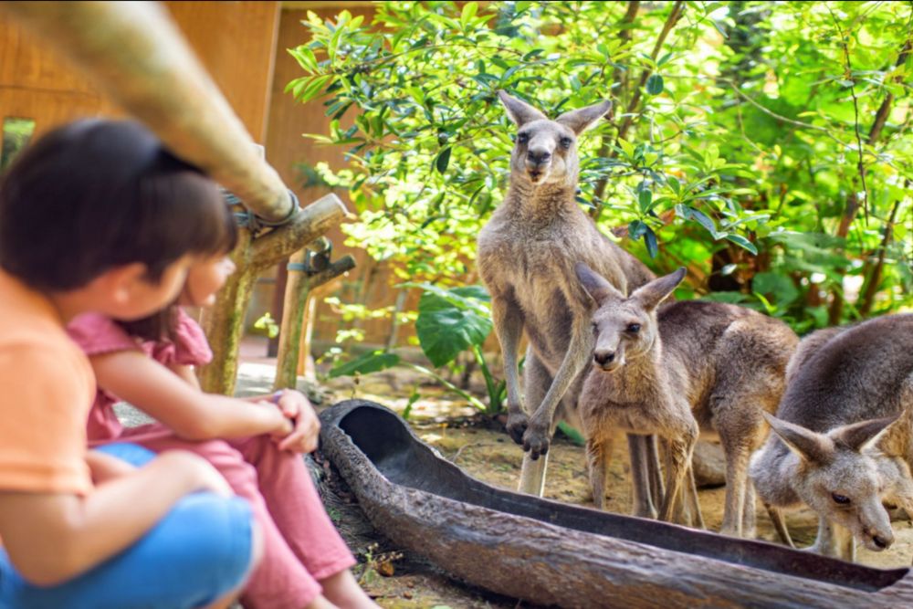 Singapur Zoo - Erleben Sie die Wunder des Singapur Zoos, Heimat von über 2.800 Tieren in üppigen, naturnahen Lebensräumen. Genießen Sie interaktive Ausstellungen, Wildtiershows und hautnahe Begegnungen mit vielfältigen Arten. Perfekt für Familien und Tierliebhaber – planen Sie noch heute Ihren Besuch für ein unvergessliches Abenteuer! Singapur Zoo - Bild 5 von 5