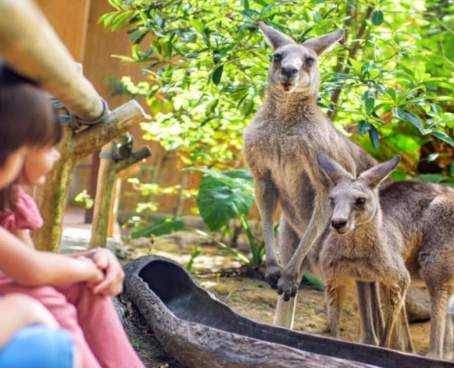 シンガポール動物園 - 画像 5 の 5