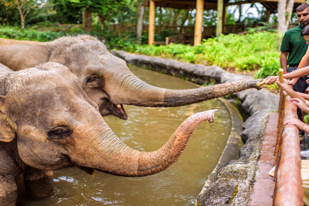 Singapore Zoo - Image 9 of 9