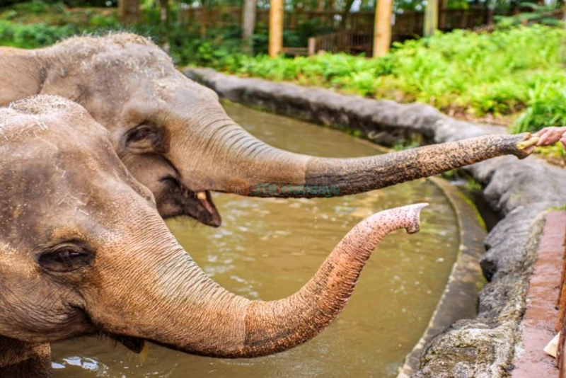 シンガポール動物園 - Image 9 of 9