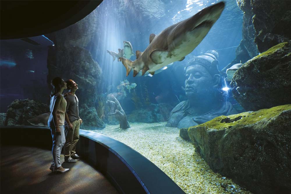 SEA LIFE Bangkok Ocean World - SEA LIFE Bangkok Ocean World est un aquarium de classe mondiale en Asie du Sud-Est couvrant environ 10 000 mètres carrés. Explorez le Refuge rocheux où l'on trouve le crabe-araignée géant et la pieuvre géante du Pacifique. Découvrez également la Promenade des requins où cinq espèces de requins peuvent être observées à travers des parois transparentes. Le Rockpool est un favori du public, avec des étoiles de mer dans le bassin Pop Up, le bassin Crawl Through et le bassin Secret Cave. SEA LIFE Bangkok Ocean World - Image 1 sur 5