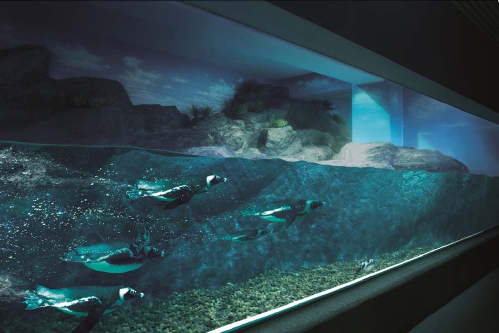 SEA LIFE Bangkok Ocean World - SEA LIFE Bangkok Ocean World est un aquarium de classe mondiale en Asie du Sud-Est couvrant environ 10 000 mètres carrés. Explorez le Refuge rocheux où l'on trouve le crabe-araignée géant et la pieuvre géante du Pacifique. Découvrez également la Promenade des requins où cinq espèces de requins peuvent être observées à travers des parois transparentes. Le Rockpool est un favori du public, avec des étoiles de mer dans le bassin Pop Up, le bassin Crawl Through et le bassin Secret Cave. SEA LIFE Bangkok Ocean World - Image 2 sur 5
