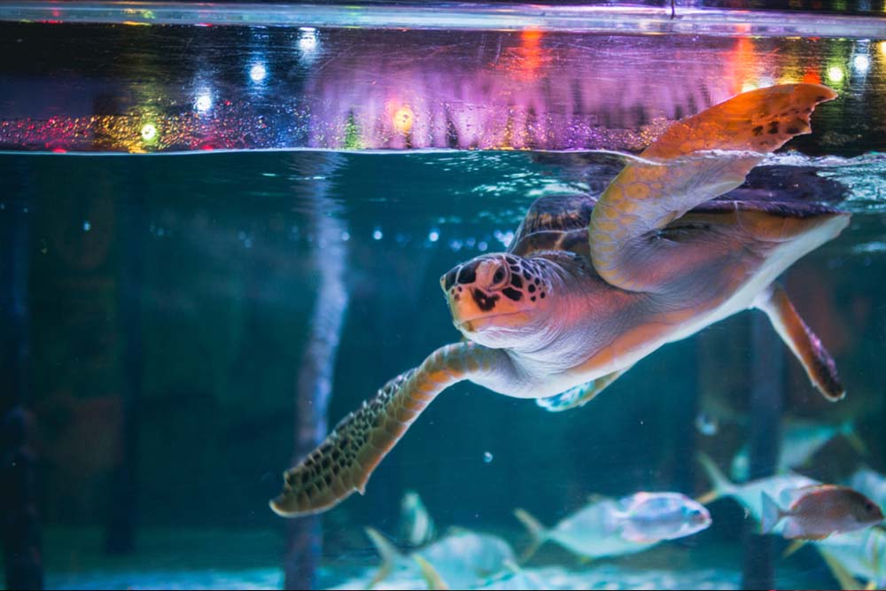 SEA LIFE Bangkok Ocean World - Sea Life Bangkok Ocean World is a world class aquarium in Southeast Asia covering approximately 10,000 square metres. Explore the Rocky Hideout where the giant spider crab and giant Pacific octopus can be found. Also explore Shark Walk with five species of shark that can be seen through clear walls. The Rockpool is a crowd favourite, with sea stars at the Pop Up Tank, Crawl Through Tank, and Secret Cave Tank. SEA LIFE Bangkok Ocean World - Image 3 of 5