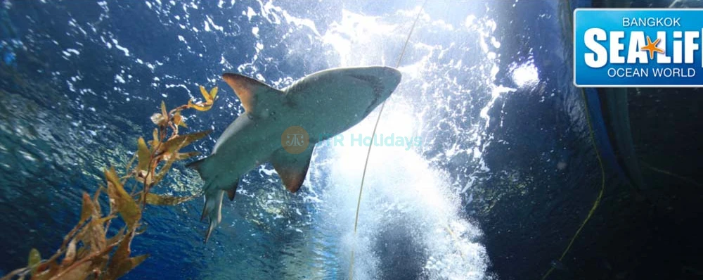 SEA LIFE Bangkok Ocean World - Image 4 of 7