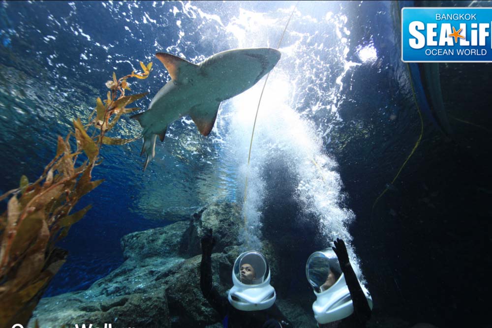 SEA LIFE Bangkok Ocean World - Sea Life Bangkok Ocean World is a world class aquarium in Southeast Asia covering approximately 10,000 square metres. Explore the Rocky Hideout where the giant spider crab and giant Pacific octopus can be found. Also explore Shark Walk with five species of shark that can be seen through clear walls. The Rockpool is a crowd favourite, with sea stars at the Pop Up Tank, Crawl Through Tank, and Secret Cave Tank. SEA LIFE Bangkok Ocean World - Image 4 of 5
