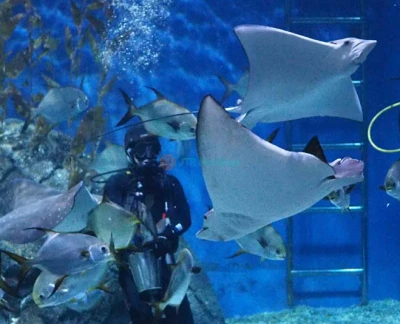 SEA LIFE Bangkok Ocean World - Sea Life Bangkok Ocean World is a world class aquarium in Southeast Asia covering approximately 10,000 square metres. Explore the Rocky Hideout where the giant spider crab and giant Pacific octopus can be found. Also explore Shark Walk with five species of shark that can be seen through clear walls. The Rockpool is a crowd favourite, with sea stars at the Pop Up Tank, Crawl Through Tank, and Secret Cave Tank. SEA LIFE Bangkok Ocean World - Image 5 of 5