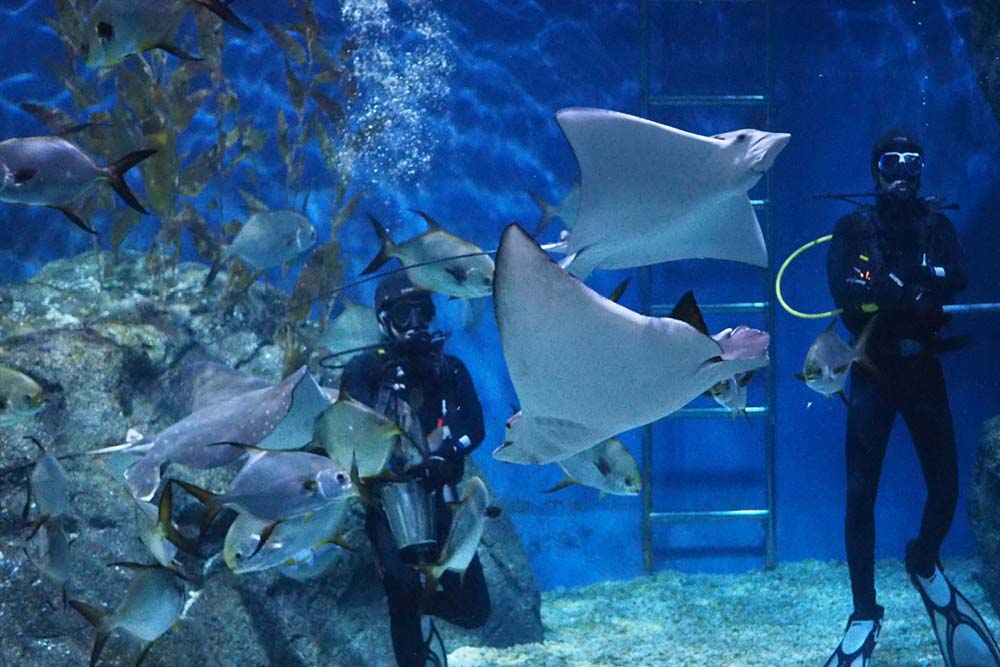 SEA LIFE Bangkok Ocean World - SEA LIFE Bangkok Ocean World est un aquarium de classe mondiale en Asie du Sud-Est couvrant environ 10 000 mètres carrés. Explorez le Refuge rocheux où l'on trouve le crabe-araignée géant et la pieuvre géante du Pacifique. Découvrez également la Promenade des requins où cinq espèces de requins peuvent être observées à travers des parois transparentes. Le Rockpool est un favori du public, avec des étoiles de mer dans le bassin Pop Up, le bassin Crawl Through et le bassin Secret Cave. SEA LIFE Bangkok Ocean World - Image 5 sur 5