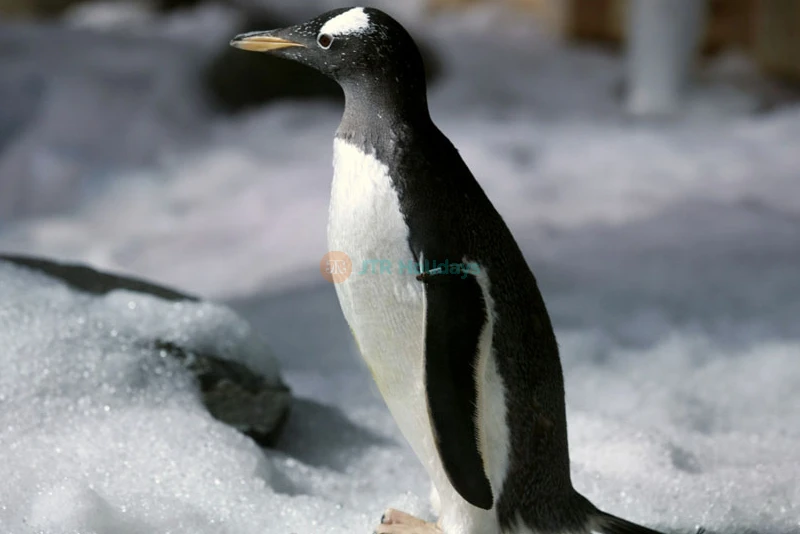 SEA LIFE Bangkok Ocean World - Image 6 of 7