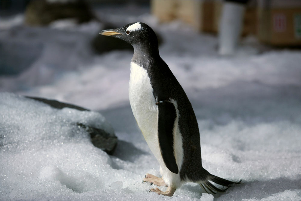 SEA LIFE Bangkok Ocean World - Image 6 of 7