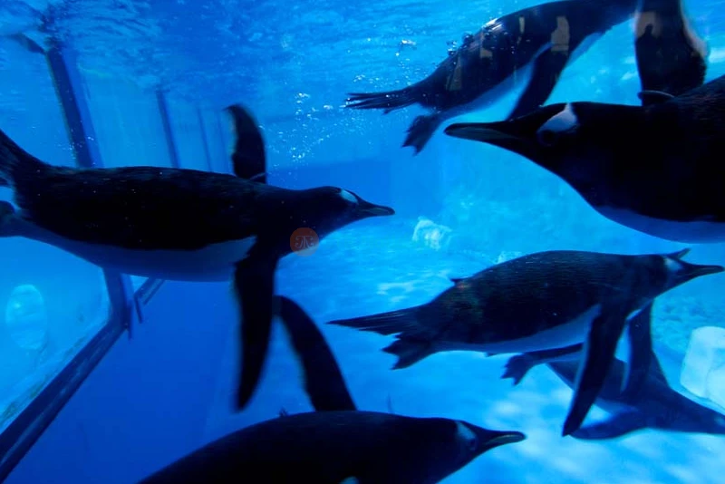 SEA LIFE Bangkok Ocean World - Image 7 of 7