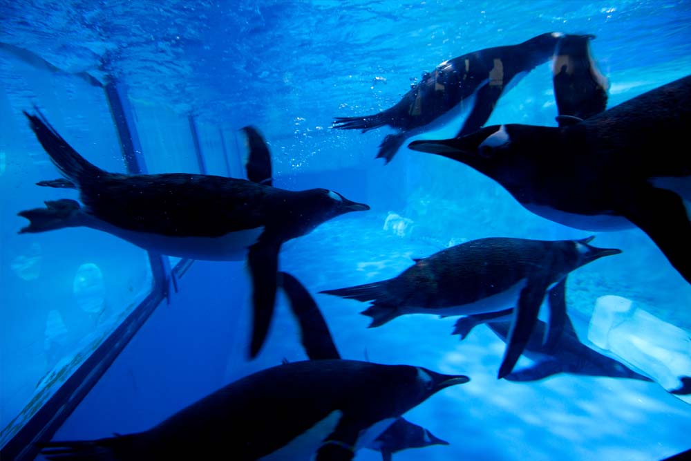 SEA LIFE Bangkok Ocean World - Image 7 of 7