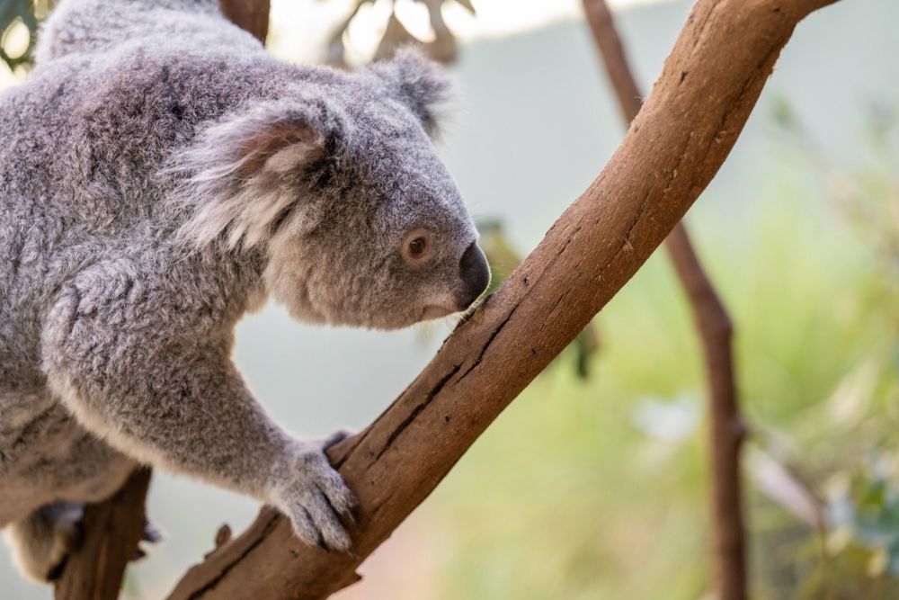 Parc animalier Featherdale - Découvrez le parc animalier Featherdale à Sydney, qui abrite plus de 1 700 animaux australiens. Approchez-vous des kangourous, des koalas et bien d'autres dans un environnement adapté aux familles. Profitez d'expériences pratiques telles que nourrir les kangourous et prendre des photos avec des koalas. À seulement une courte distance en voiture de Sydney, c'est la destination idéale pour les amoureux de la faune et toute personne souhaitant découvrir la beauté naturelle de l'Australie. Parc animalier Featherdale - Image 1 sur 5