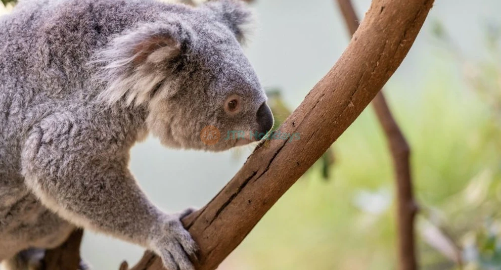 Featherdale Wildlife Park - Image 1 of 5