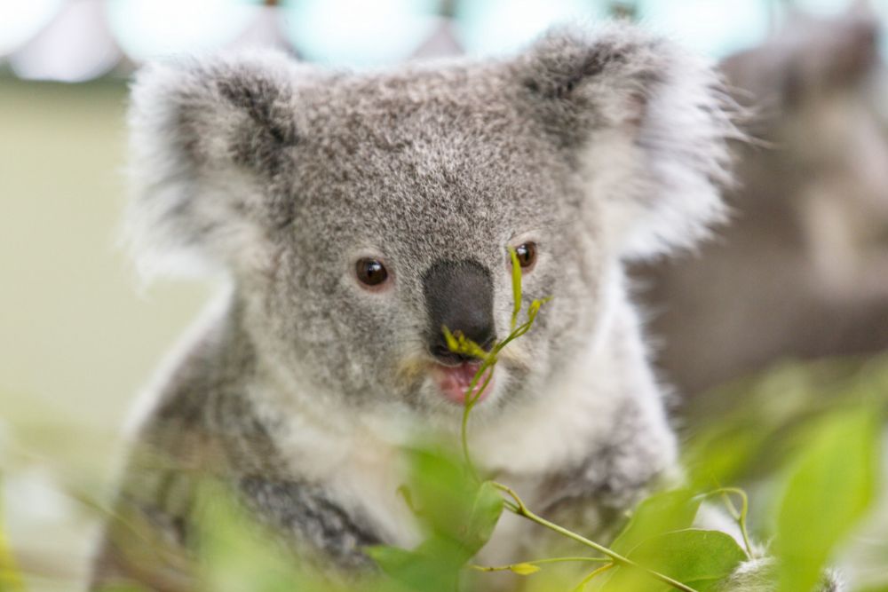 Featherdale Wildlife Park - Image 2 of 5