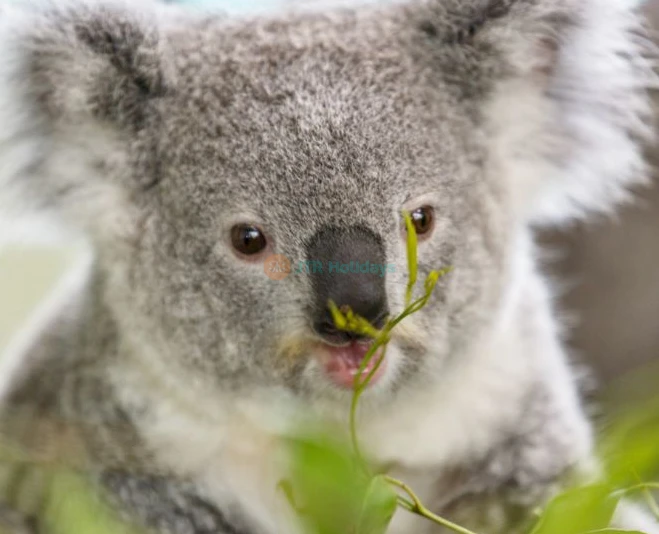 Featherdale Wildlife Park - Image 2 of 5